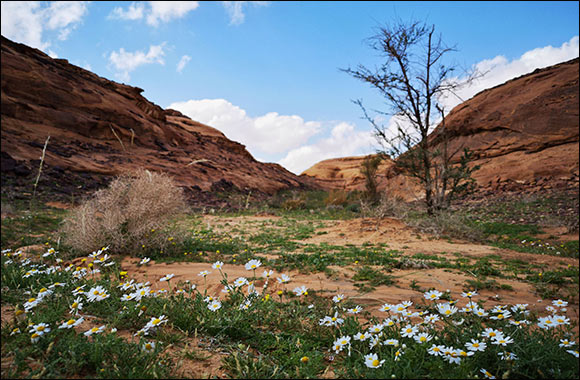 The Royal Commission for Alula to Highlight Successes in Revitalising Arid Environments to Global Audience at Society for Ecological Restoration Conference in Darwin, Australia