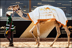 Packed crowds flock to Friday's races at the AlUla Camel Cup 2024